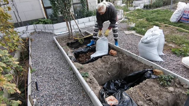 Посадка голубики /Бюджетная /Осенняя /Весенняя/Торф Лесной опад /Результат на плодоношение 100 % смотреть онлайн