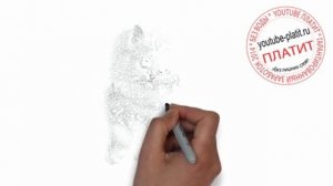 Нарисовать рисунок кота  Как просто нарисовать красивого белого кота карандашом поэтапно