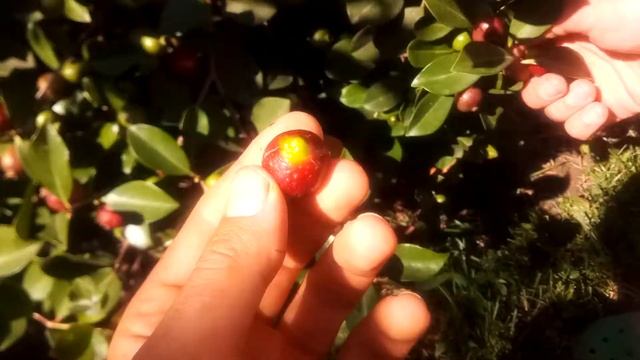 Сочинская Гуава смотреть онлайн