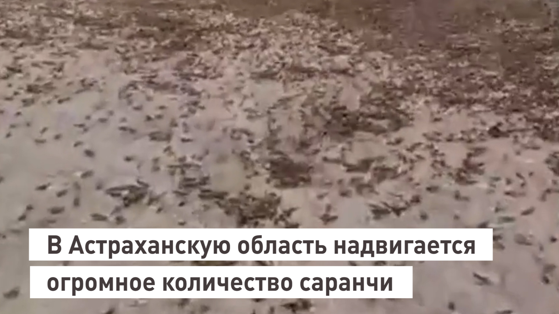 В Астраханскую область надвигается огромное количество саранчи.