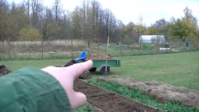 Чеснок. Как сажать чеснок осенью. Обработка зубчиков чеснока. Мульчирование чесночной грядки.