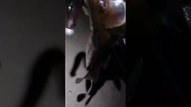 Рыбалка в Самаре. Судак активен