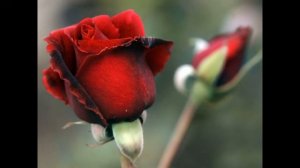 Две розы Притча