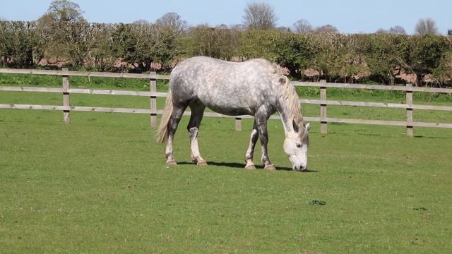 Лошадь ест траву | Horse eats grass смотреть онлайн