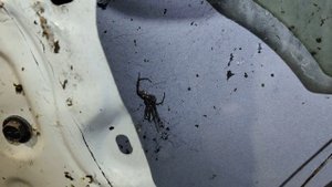 Daihatsu Mira с сюрпризом. Впечатлительным не смотреть!