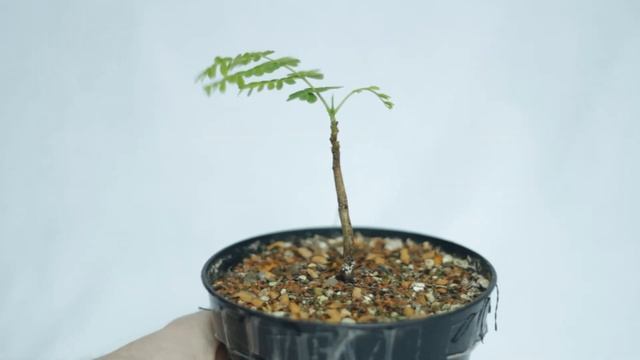 Delonix Regia Part 2 смотреть онлайн
