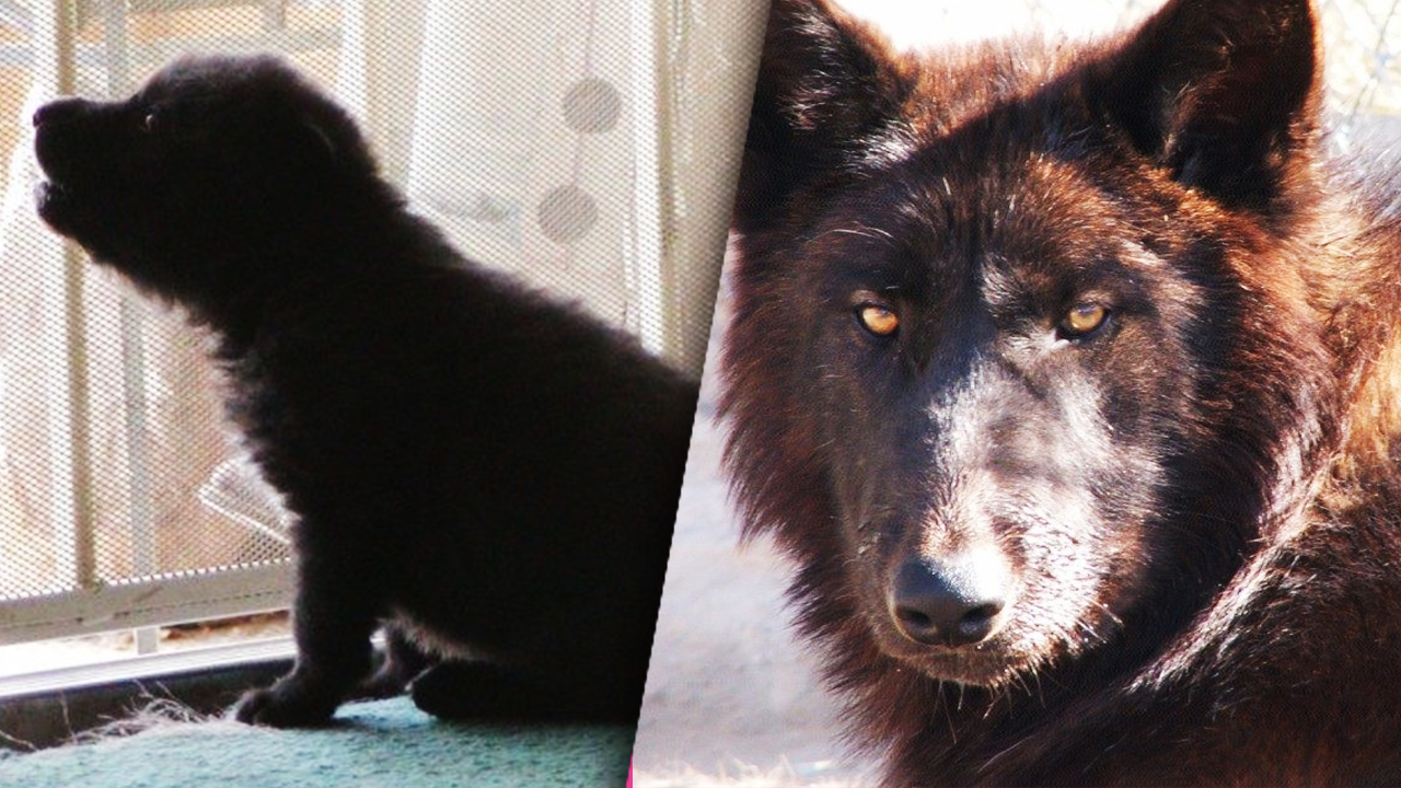 Трое волчат были выброшены на улицу в мороз смотреть онлайн