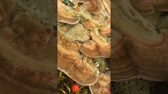 Mushrooms ? exhibition in Western Serbia ?выставка грибов в Западной Сербии? смотреть онлайн