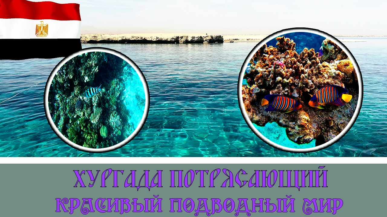 Хургада потрясающий подводный мир красного моря#12
