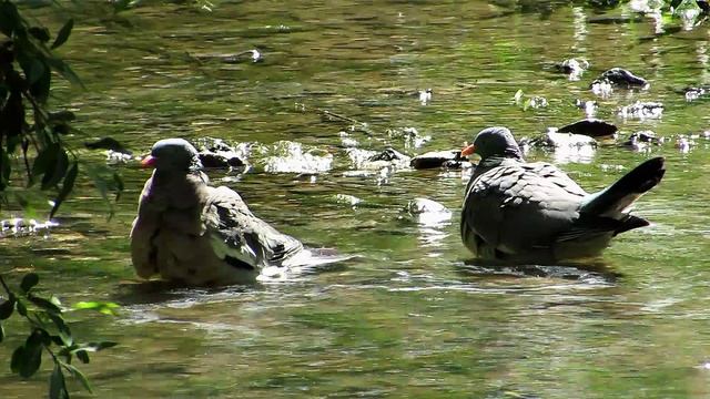 Мгновенность летнего искусства. Лето и я :) смотреть онлайн