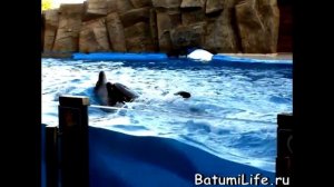 Дельфинарий в Батуми. Батумский дельфинарий. Batumi Dolphinarium