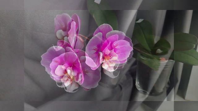 Phal.Taisuco Anna peloric смотреть онлайн