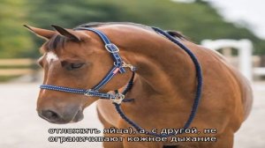 Для чего нужна попона?