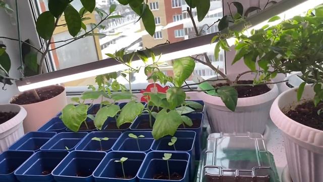 Покупки в Леруа мерлен || Сделали химчистку автомобиля || Покупаем лоток || Первая потеря рассады смотреть онлайн