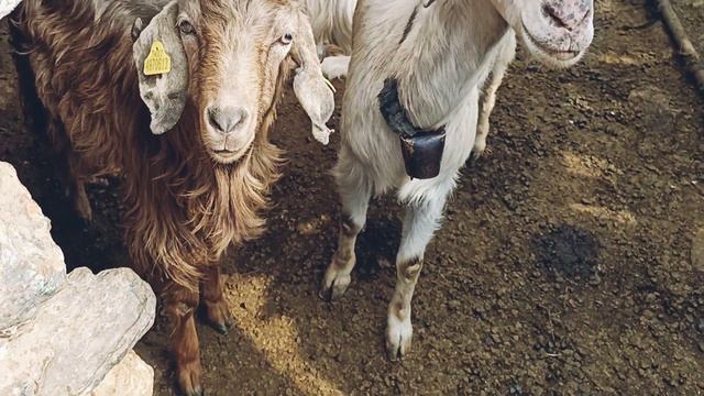 Храм Святого Георгия в Алании смотреть онлайн