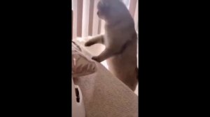 UNUSUAL MEMES COMPILATION #1