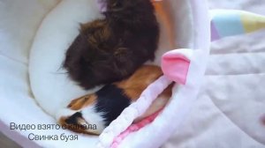 СВИНКА БУЗЯ УТОНУЛА ! **Её Утопила Вера** | Свинка Бузя!!!