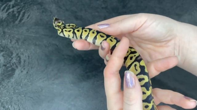 Pastel 100% dbl het VPI Axanthic / Clown Ball Python - 2023.2-5