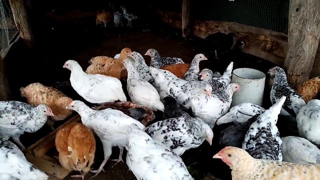 Цыплята подросли!! Цыплята разных пород!!! смотреть онлайн