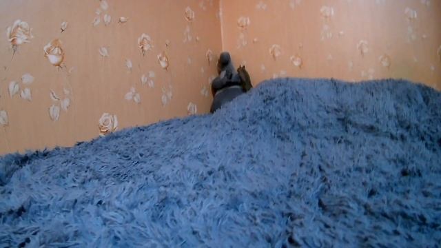 Чип и Дейл на прогулке смотреть онлайн