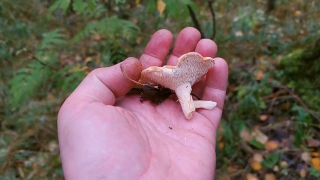 Ежовик жёлтый (Hydnum repandum). Как выглядит гриб на месте произрастания.