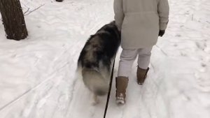 Дрессировка маламута.