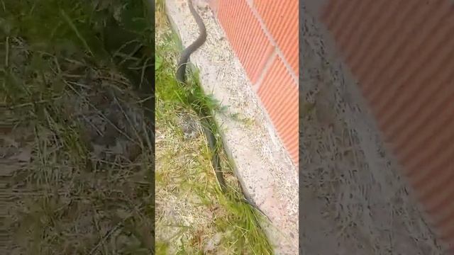 found a snake! (90 cm)!?