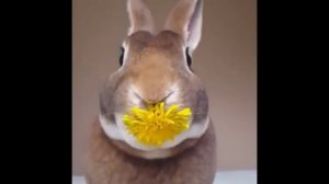 Кричащие  смешные кролики