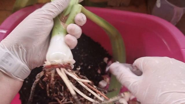 Гиппеаструм misty - инспекция, удаление копыта смотреть онлайн