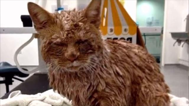 После осмотра этого кота ахнули даже врачи. У людей оставался один-единственный выход… смотреть онлайн