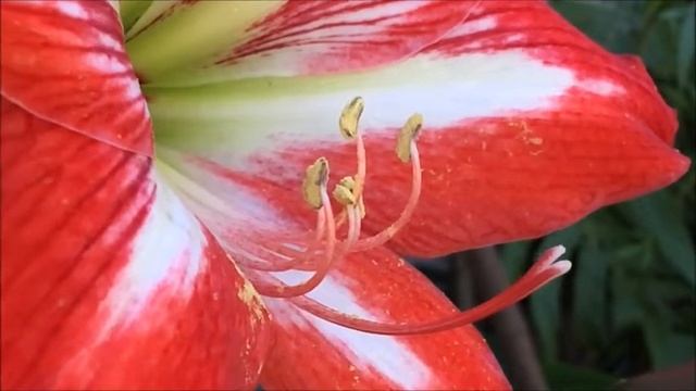 Лилии - самые красивые многолетние цветы! смотреть онлайн