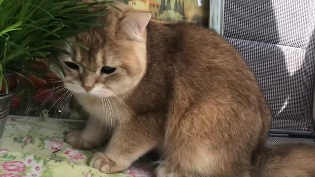 ???ГЛАЗКИ ЧИСТЫЙ ИЗУМРУД???ЗОЛОТАЯ ШИНШИЛЛА КОШКИ?