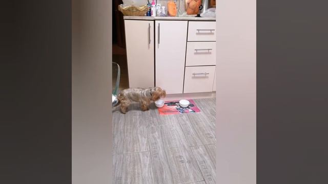 Буся. А не попросить ли мне поесть? ))) смотреть онлайн