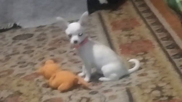 Белка стрелка смотреть онлайн