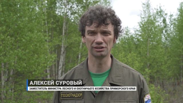 Тигра выпустили на волю. смотреть онлайн