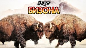 Звуки Бизона | Какие звуки издает БИЗОН | Звуки животных