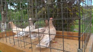 Чёрные шейки и желтый мрамор - голуби Александра Дарнопых