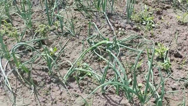 После дождей,работы много.Ароматный урожай. У Стёпы новоселье. смотреть онлайн