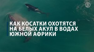 Как косатки охотятся на белых акул в водах Южной Африки