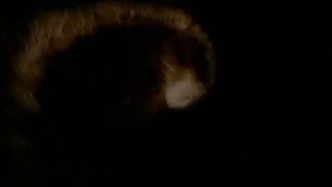 Пелагея_-_Пташечка___Pelagea_-_Birdie.MP4