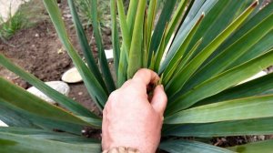 Укоренение юкки