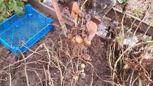 Результат выращивания картофеля из ботанических семян.