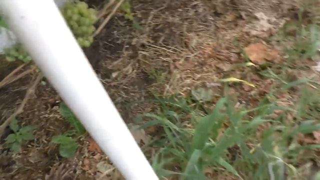 Мой виноградник на 08 . 08 . 2018 г . Часть 2 . смотреть онлайн