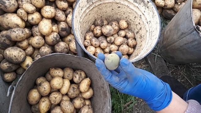 Перебираем картошку.Зеленые картошки. Сорт КАРАТОП.