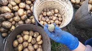 Перебираем картошку.Зеленые картошки. Сорт КАРАТОП.