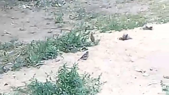 Воробьи купаются в песке смотреть онлайн