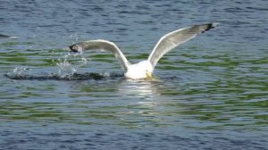 Чайки едят рыбу и дерутся. Коломенское 11 июня 2015