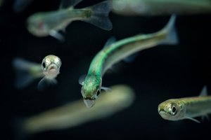 Значение слова МАЛЕК. Что такое МАЛЕК?