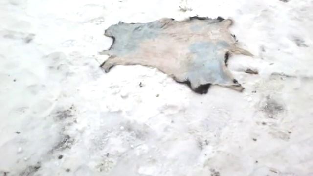 Выделка козьей шкуры версия пробная. смотреть онлайн