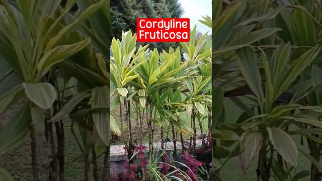 Landscaping Plants / Ornamental Plants  Ideas - Cordyline Fruticosa